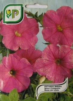 Petunia Pink Hybrid