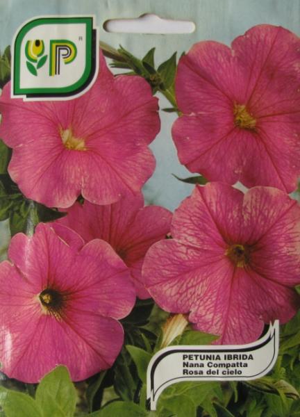 Petunia Pink Hybrid