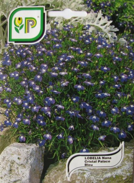 Lobelia Blue
