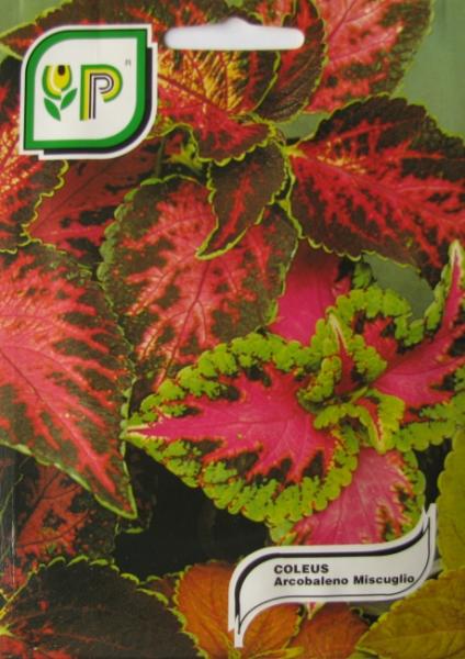 Coleus