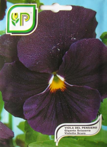 Pansy