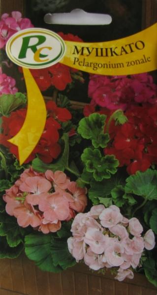 Pelargonium