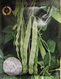 Beans Green Helda