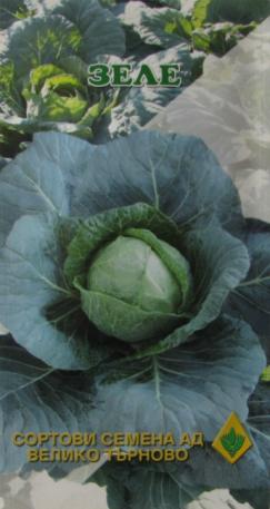Cabbage Ditmarsko