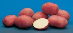 Potatoes Amorosa