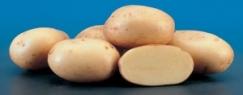 Potatoes Almera
