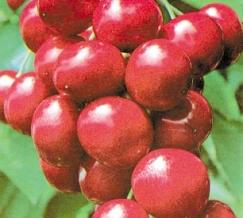 Cherry Bigaro Burla