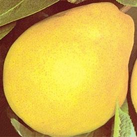 Pear Maslovka
