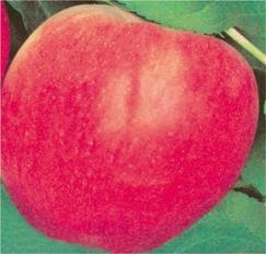 Ябълки Мелроуз