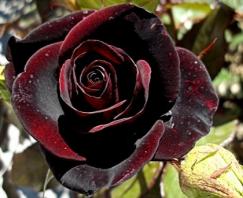 Rose Black Night