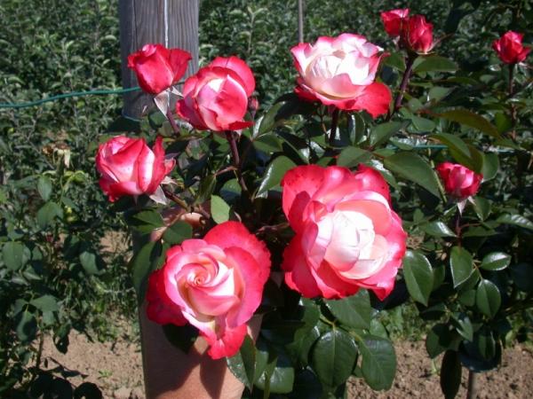 Rose White Core
