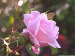 Rose Olympian Flower