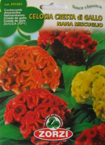 Celosia